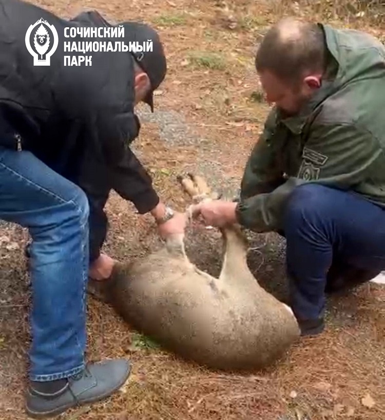 Фото: пресс-служба Сочинского национального парка