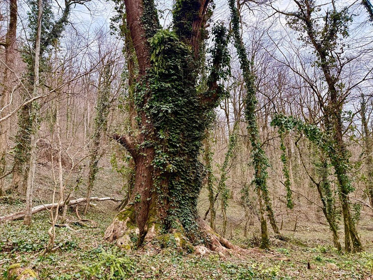 Фото: пресс-службы Сочинского национального парка